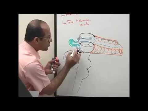 dr najeeb gross anatomy lectures torrent